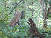 Looking into the woods