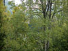 Train behind trees on lower trestle