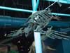 Skeleton of sea turtle.