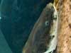 cat fish.