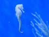 sea horse.