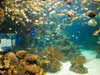 fish swimming around a reef.