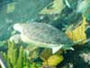 sea turtle.