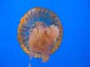 jelly fish.