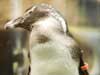 penquin.