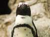 penquin.