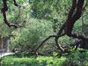 Alamo grounds.