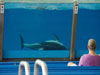 Dolphins.