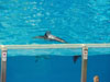 Dolphins.