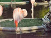 Flamingo's.