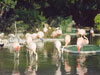 Flamingo's.