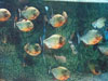 red belly piranha.