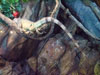 lizard.