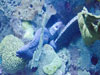 moray eel.