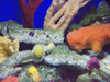 coral.