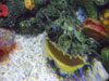 urchin.