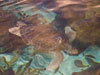 sea turtle.