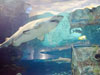 shark.
