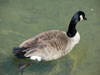 Duck on Boone Lake