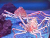 giant crabs.