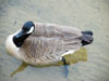 Duck on Boone Lake