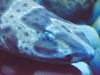 shark eye.