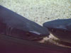 shark eyes.