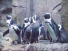 penquins.