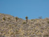 Palms on side of mountain.
