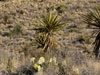 Catus and palms.