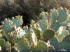Close-up of catus.