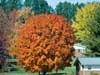 Beautiful red/orange tree.