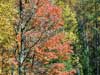 Bright orange leaves.