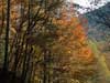 More orange leaves with the mountain in the background.