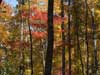 One red leaved tree.