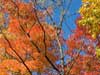 Multitude of color.