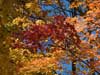 Bright red and orange.