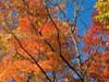 Multitude of color.