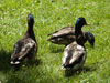 Native ducks in the park.