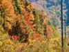 Colorful trees.