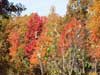 Colorful trees.