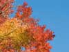 Red leaves.