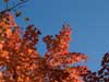 Red leaves.
