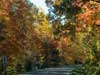 Colorful trees.