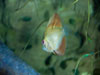 fish.