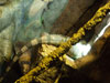 lizard.