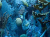 coral.