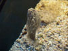 bottom fish.