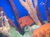 coral.
