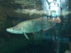 baracuda.